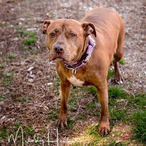 An adult large-sized female Brown / Chocolate American Staffordshire Terrier dog named Londyn for adoption in Brockton, MA