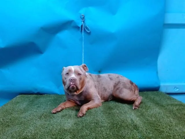 An adult medium-sized female American Bulldog dog named Shyshy for adoption in Gardena, CA