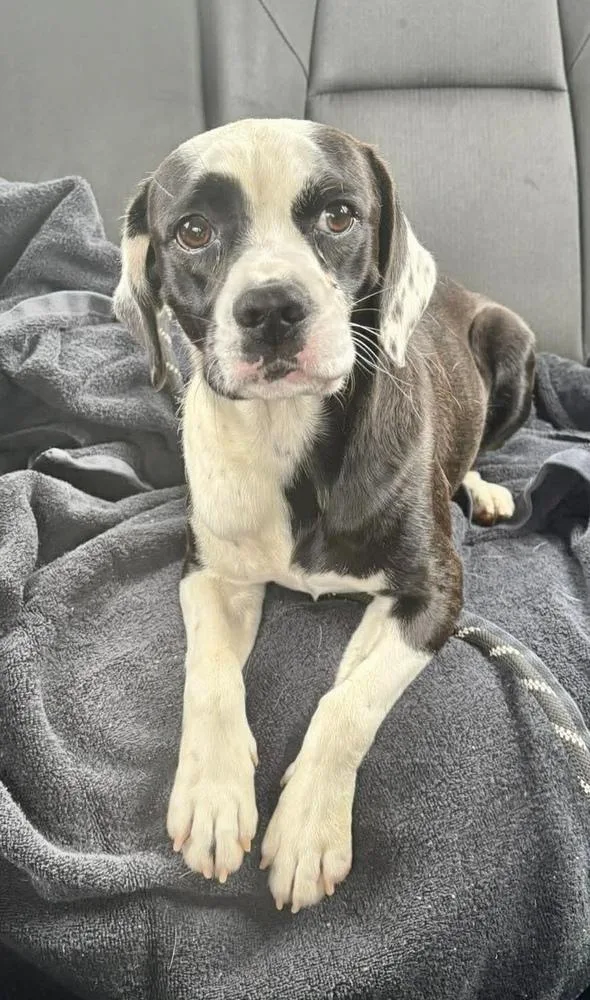 Tobias