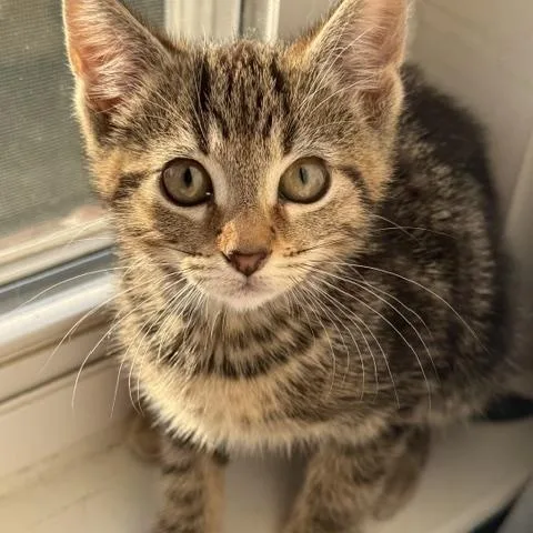 A baby medium-sized female Domestic Short Hair cat named Penny for adoption in Chesapeake Beach, MD