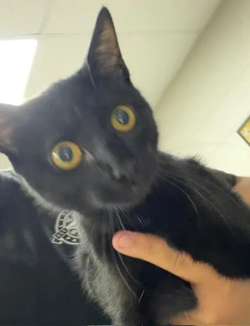 An adult medium-sized female Domestic Short Hair cat named A for adoption in Pasadena, TX