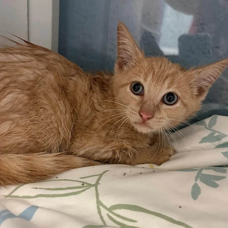 A baby small-sized male Orange / Red Domestic Short Hair cat named Atolla for adoption in East Hanover, NJ
