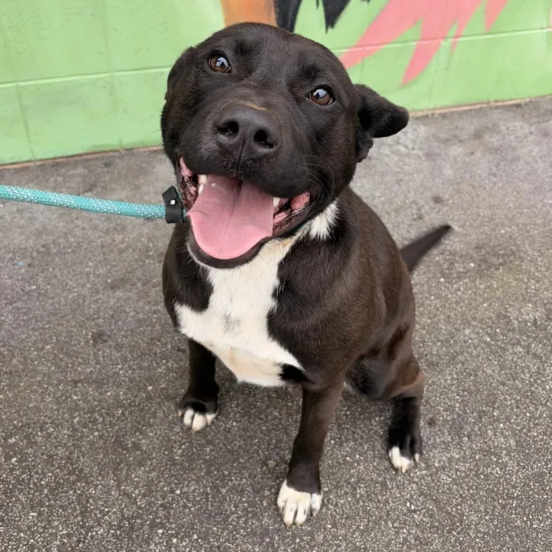 A young medium-sized female Black Black Labrador Retriever dog named Winnie for adoption in Franklin, NC