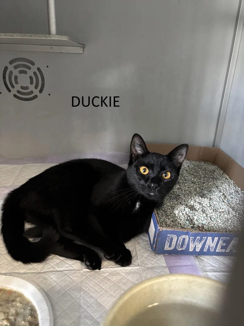 A young medium-sized female Black Domestic Short Hair cat named Duckie for adoption in Vernon, NJ