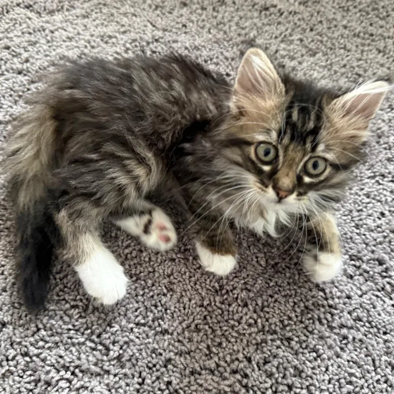 A baby small-sized female Brown / Chocolate Domestic Long Hair cat named Willow for adoption in Flower Mound, TX