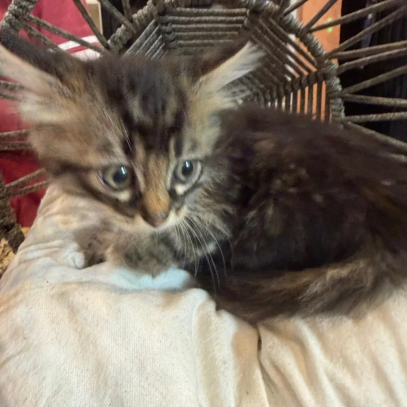 Willow thumbnail 2