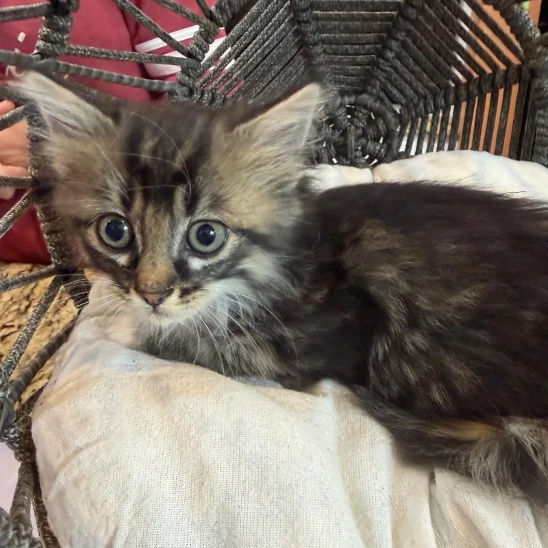 Willow thumbnail 3