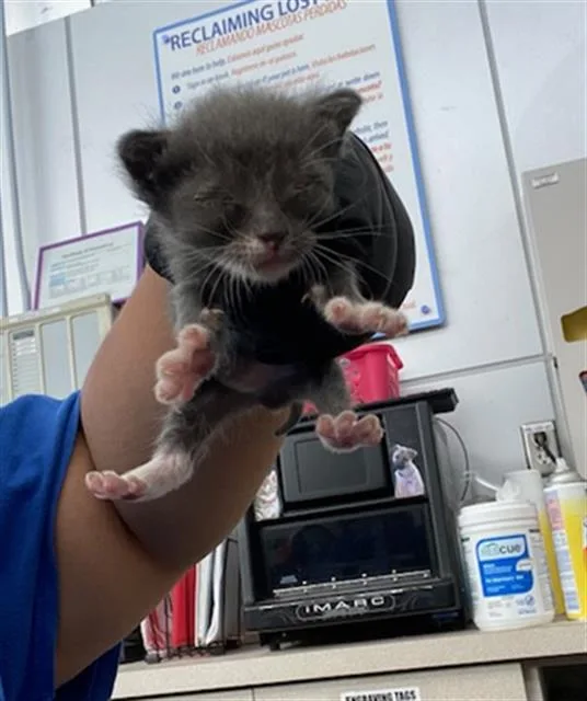 A baby medium-sized male Domestic Short Hair cat named Micheal for adoption in Dallas, TX