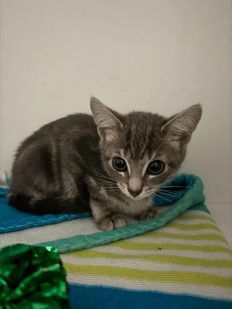 A baby medium-sized female Domestic Short Hair cat named Tweety for adoption in Hyde Park, NY