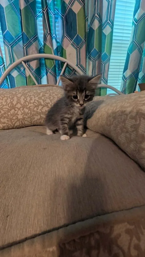 A baby medium-sized female Domestic Medium Hair cat named Soybean for adoption in North Brunswick, NJ