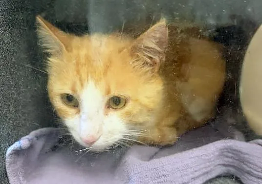 An adult medium-sized male Tabby (Orange / Red) Domestic Short Hair cat named Milton for adoption in Nashville, TN
