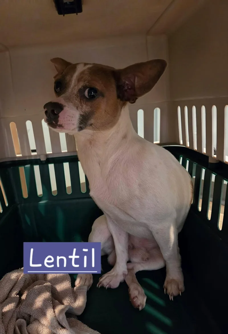 An adult small-sized male Yellow / Tan / Blond / Fawn Chihuahua dog named Lentil for adoption in Sparta, WI