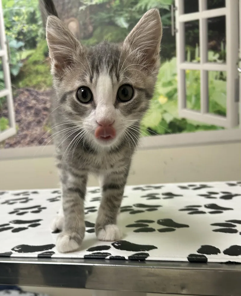 A baby medium-sized male Domestic Short Hair cat named Aster for adoption in Lancaster, PA
