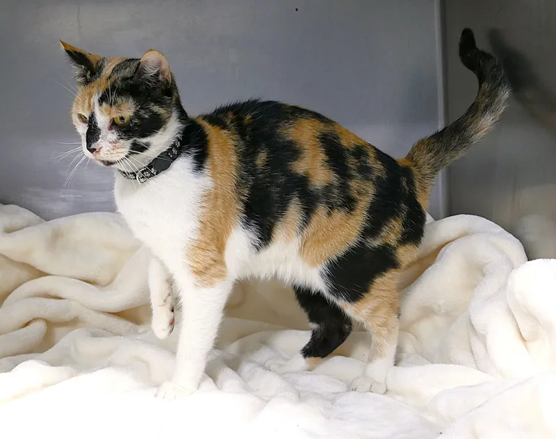 An adult medium-sized female Calico cat named Tesni for adoption in Beechbottom, WV