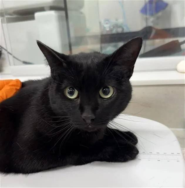 An adult large-sized female Domestic Short Hair cat named Bendy for adoption in Baytown, TX