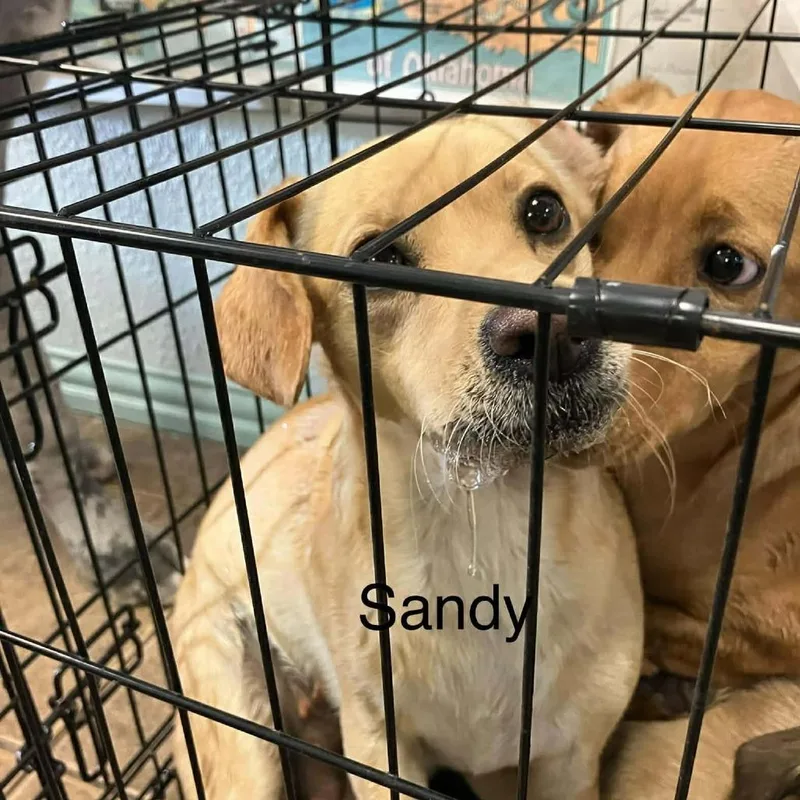 An adult small-sized female Yellow / Tan / Blond / Fawn Chihuahua dog named Sandy for adoption in Madill, OK