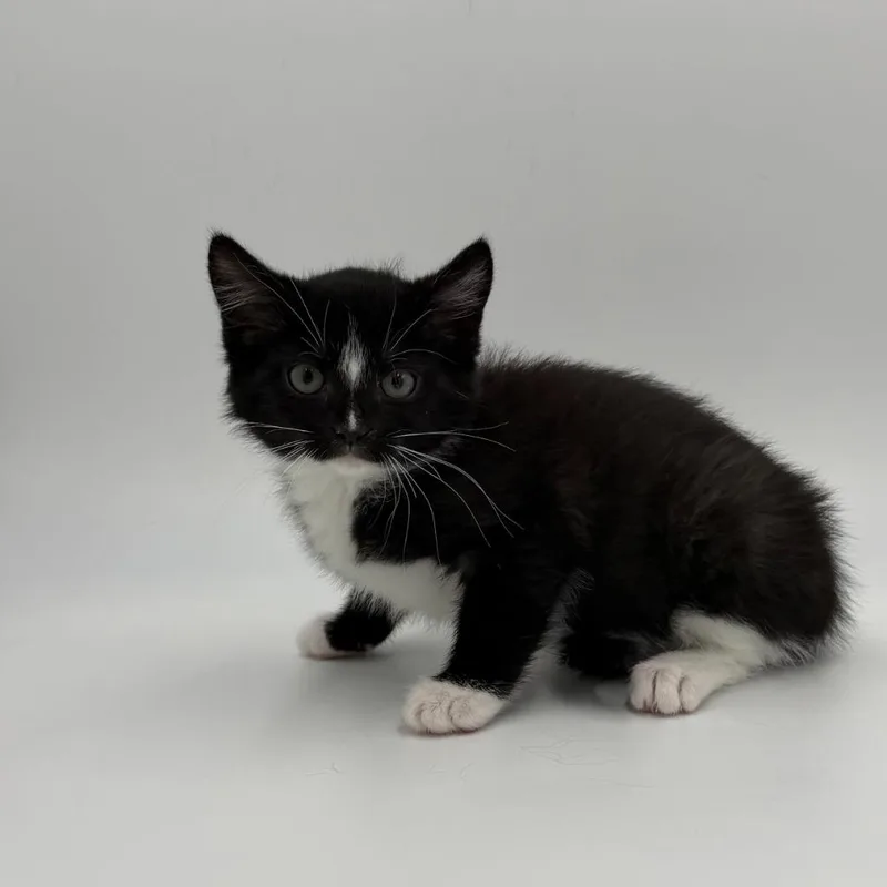 A baby medium-sized female Domestic Short Hair cat named Clover for adoption in State College, PA
