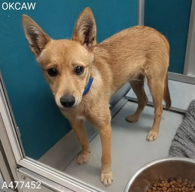 A young medium-sized male Shiba Inu dog named Todd for adoption in Oklahoma City, OK