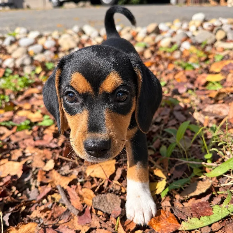 A baby small-sized female Black Chihuahua dog named Jewels Pup: Ruby for adoption in Falls Church, VA