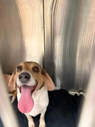 A senior small-sized male Beagle dog named Bagel for adoption in Irving, TX