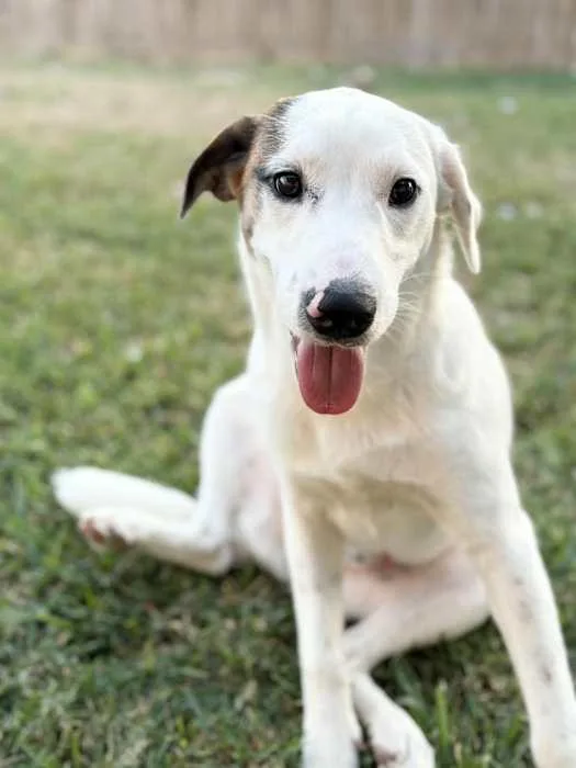 A young medium-sized male Labrador Retriever dog named Lucas for adoption in Boise, ID