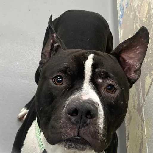 A baby large-sized male Black Pit Bull Terrier dog named Jagger for adoption in Tacoma, WA