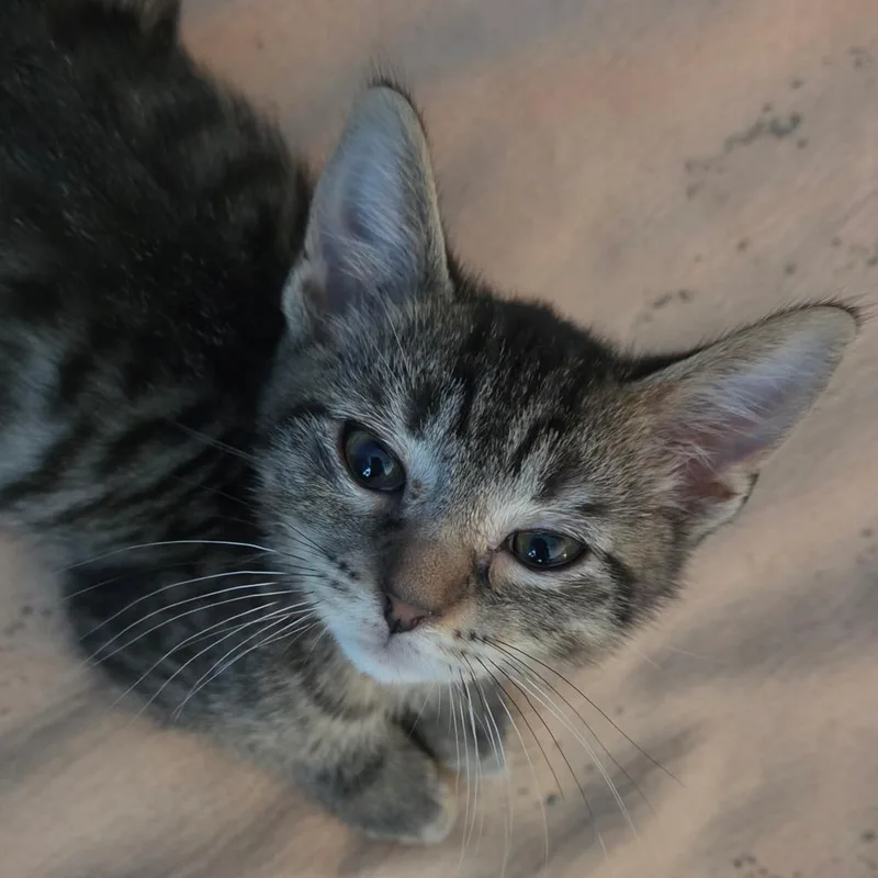 A baby small-sized male Brown / Chocolate Domestic Short Hair cat named Curuba for adoption in South Elgin, IL