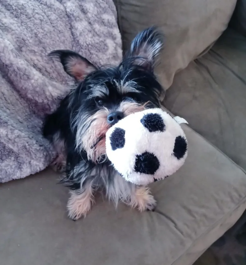 Bear  Special Needs thumbnail 3