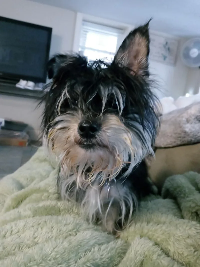 Bear  Special Needs thumbnail 5