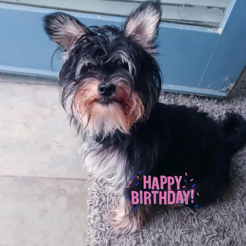 Bear  Special Needs thumbnail 6