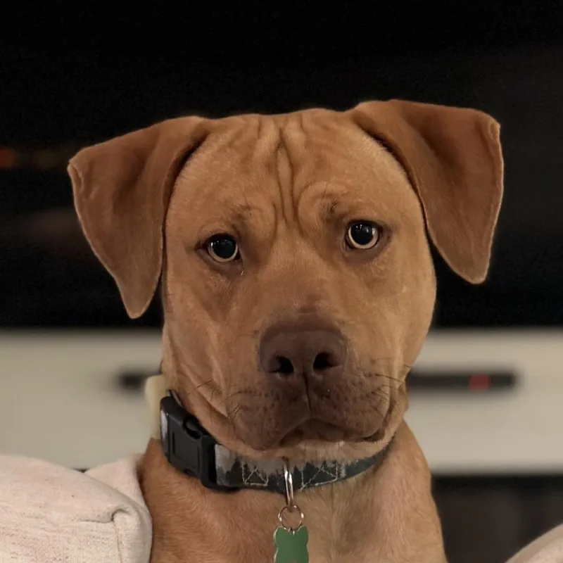 An adult medium-sized male Yellow / Tan / Blond / Fawn Pit Bull Terrier dog named Forrest for adoption in Jacksonville, FL