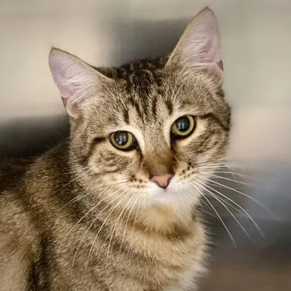 An adult small-sized male Domestic Short Hair cat named Zorva for adoption in Burlington, WA