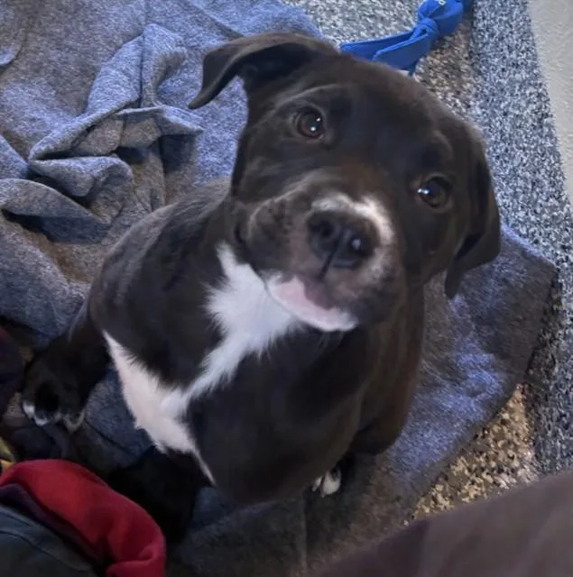 A baby medium-sized male Pit Bull Terrier dog named Sid for adoption in Brewster, MA