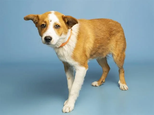 A young small-sized male Basenji dog named Snoopy for adoption in Phoenix, AZ