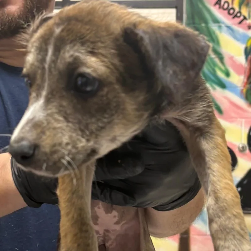 A baby small-sized female Brown / Chocolate Mixed Breed dog named Katniss for adoption in Lufkin, TX