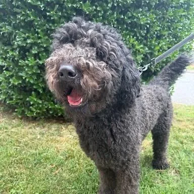 An adult medium-sized male Black Mixed Breed dog named Onyx for adoption in Winston Salem, NC