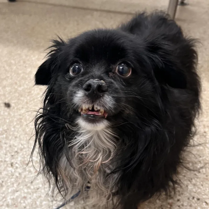 A senior small-sized male Black Chihuahua dog named Jake for adoption in Reno, NV