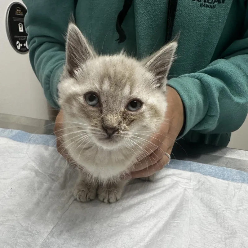 A baby small-sized male Cream / Ivory Siamese cat named Romeo for adoption in Ashland, OR