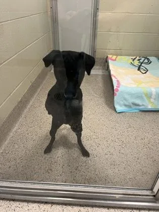 A young small-sized female Patterdale Terrier / Fell Terrier dog named Bella for adoption in Fishers, IN