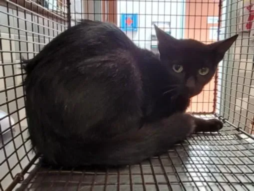 A young medium-sized female Domestic Short Hair cat named Mom for adoption in San Pedro, CA