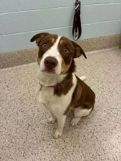 A young large-sized male Australian Cattle Dog / Blue Heeler dog named Gunnison for adoption in Brighton, CO