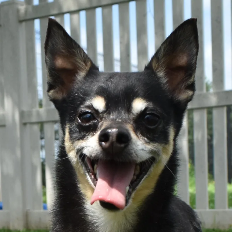 An adult small-sized male Chihuahua dog named Bix for adoption in Auburn, NE