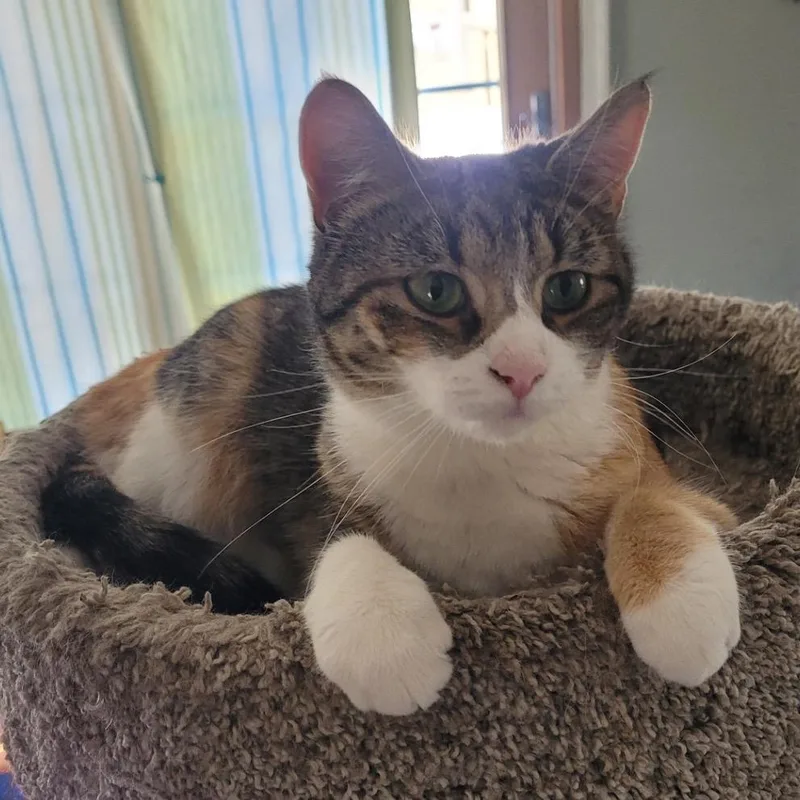 An adult medium-sized female Calico Domestic Short Hair cat named Blossom for adoption in Curtis Bay, MD