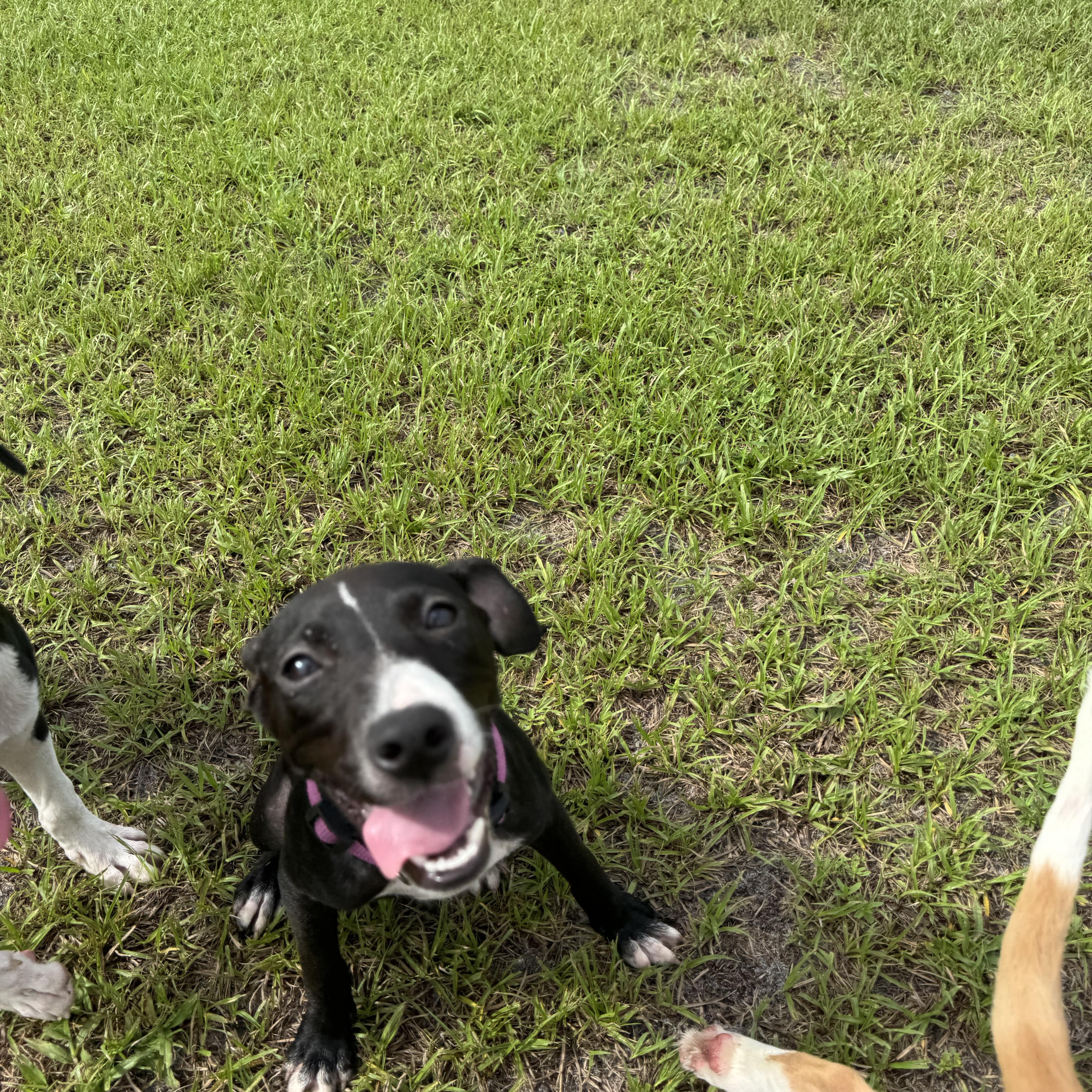 A baby medium-sized female Black Mixed Breed dog named Aubrey for adoption in Myakka City, FL