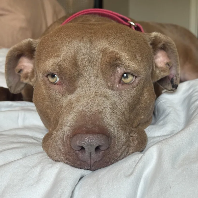 An adult medium-sized male Mixed Breed dog named Bort for adoption in Durham, NC