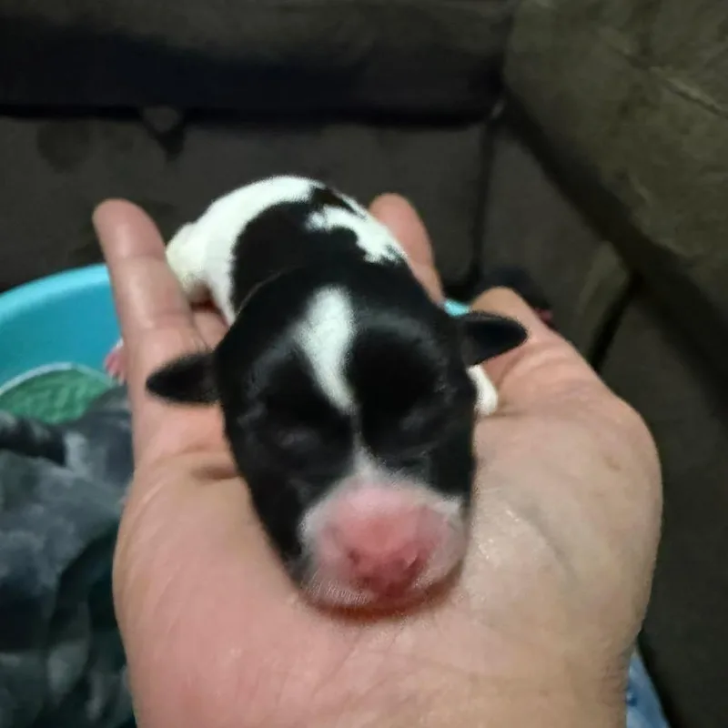 Bolt thumbnail 3
