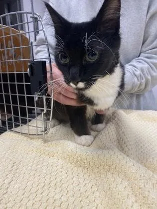 An adult medium-sized female Domestic Medium Hair cat named Ped for adoption in Gastonia, NC