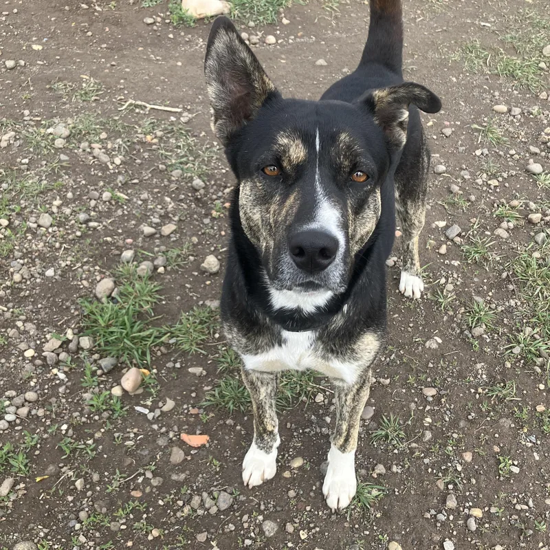 An adult medium-sized female Australian Shepherd dog named Nina for adoption in St. Anthony, ID