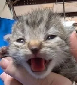 A baby small-sized male Brown / Chocolate Tabby cat named Nederlander for adoption in Powder Springs, GA
