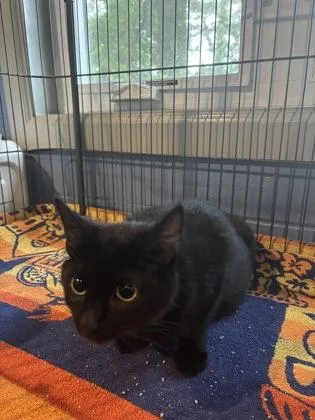 A young small-sized female Domestic Short Hair cat named Prego for adoption in Paducah, KY